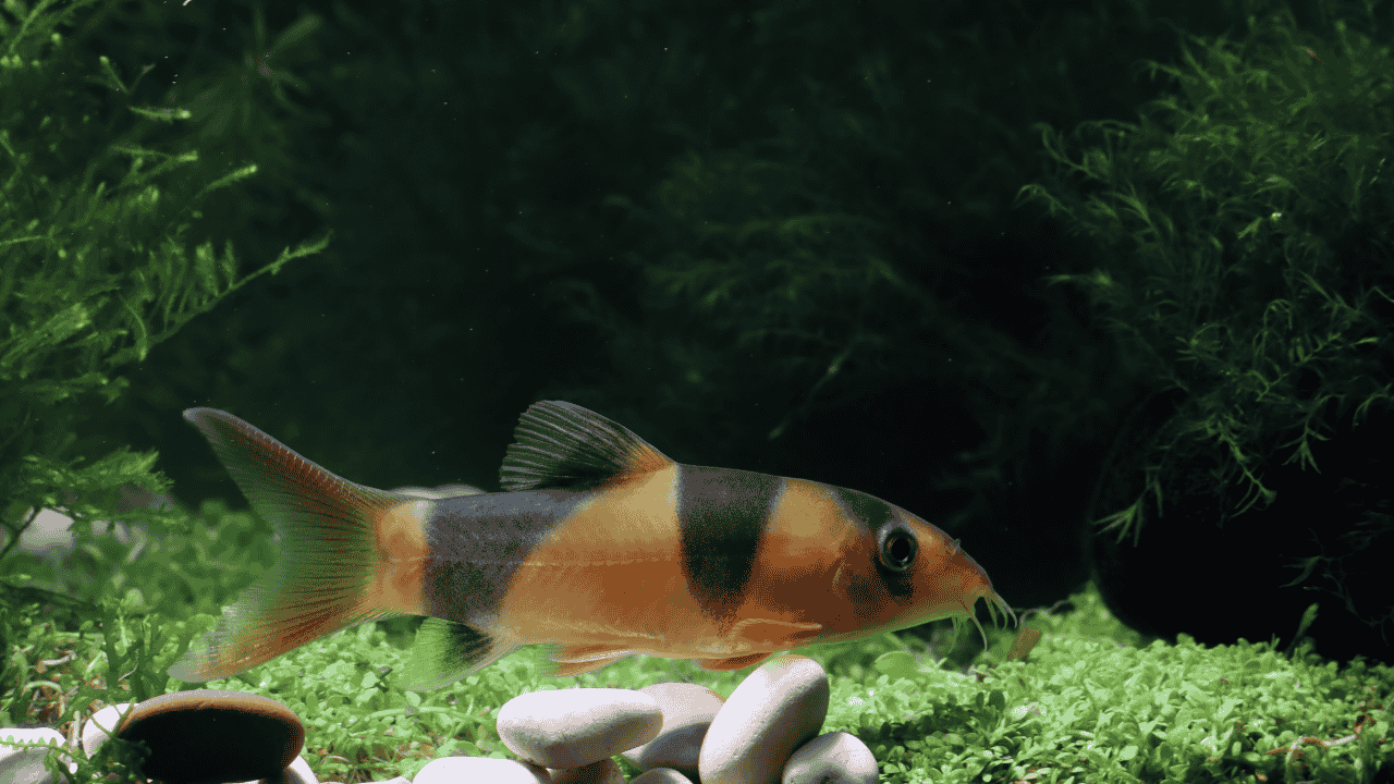 This rare fish was just filmed climbing a waterfall for the first time