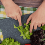 iceberg-lettuce-storage-hack-weeks