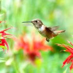 hummingbird migration Texas, hummingbird feeder tips, best flowers for hummingbirds, hummingbird garden guide, sugar water recipe hummingbirds, how to clean hummingbird feeders, hummingbird habitat Texas