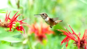 Hummingbird Migration- Providing Support for a Long Journey